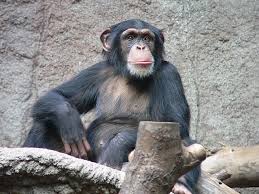 كم يعيش حيوان الشمبانزي